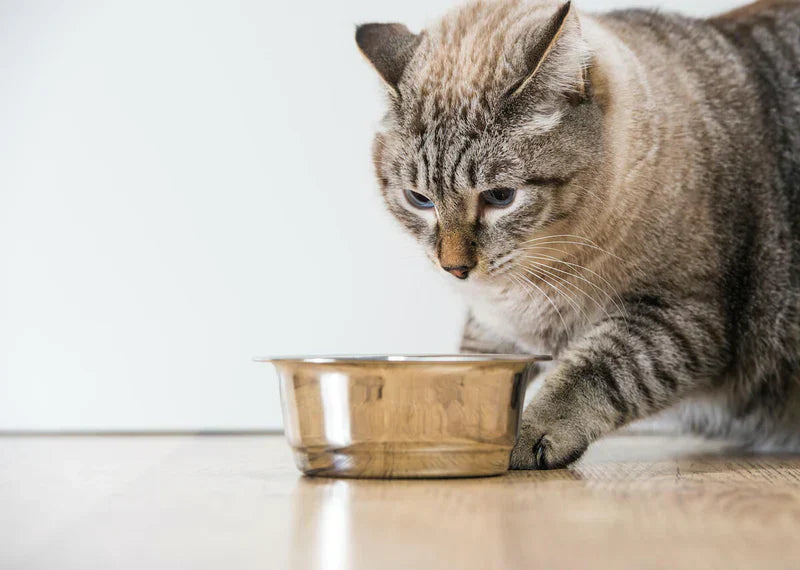 Why does my cat and kitten scratch around their food bowl before and after eating