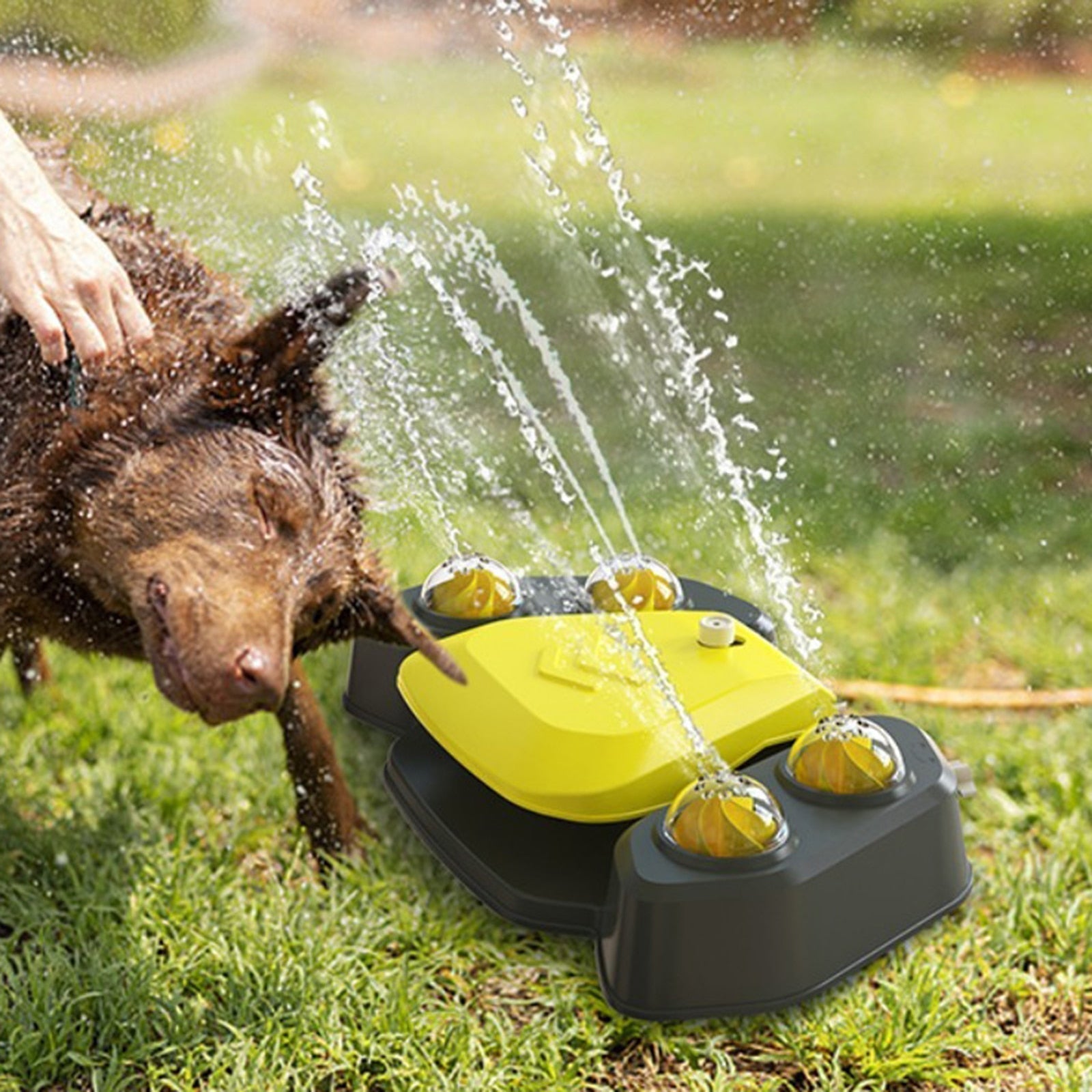 Dog Water Sprinkler - Pets Accomplice