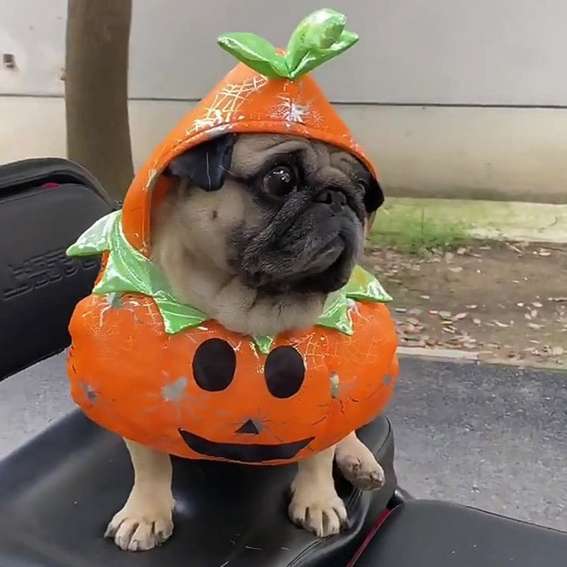 Dog Pumpkin Halloween Costume - Pets Accomplice