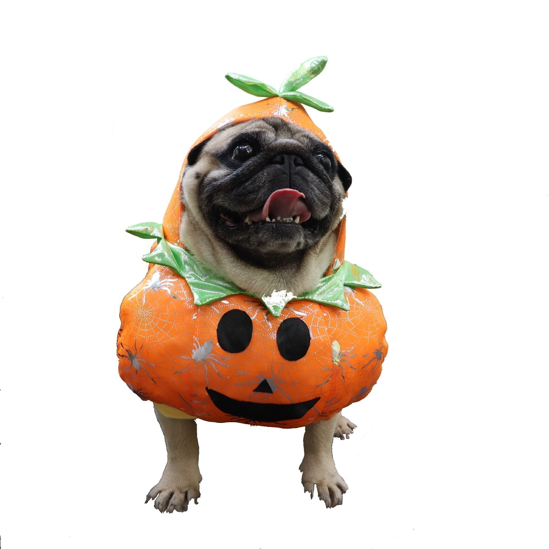 Dog Pumpkin Halloween Costume - Pets Accomplice